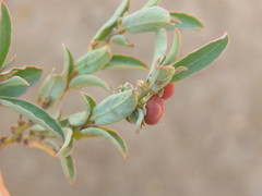 Phyllanthus heterophyllus