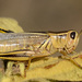 Two-striped Grasshopper - Photo (c) Steven Mlodinow, some rights reserved (CC BY-NC), uploaded by Steven Mlodinow