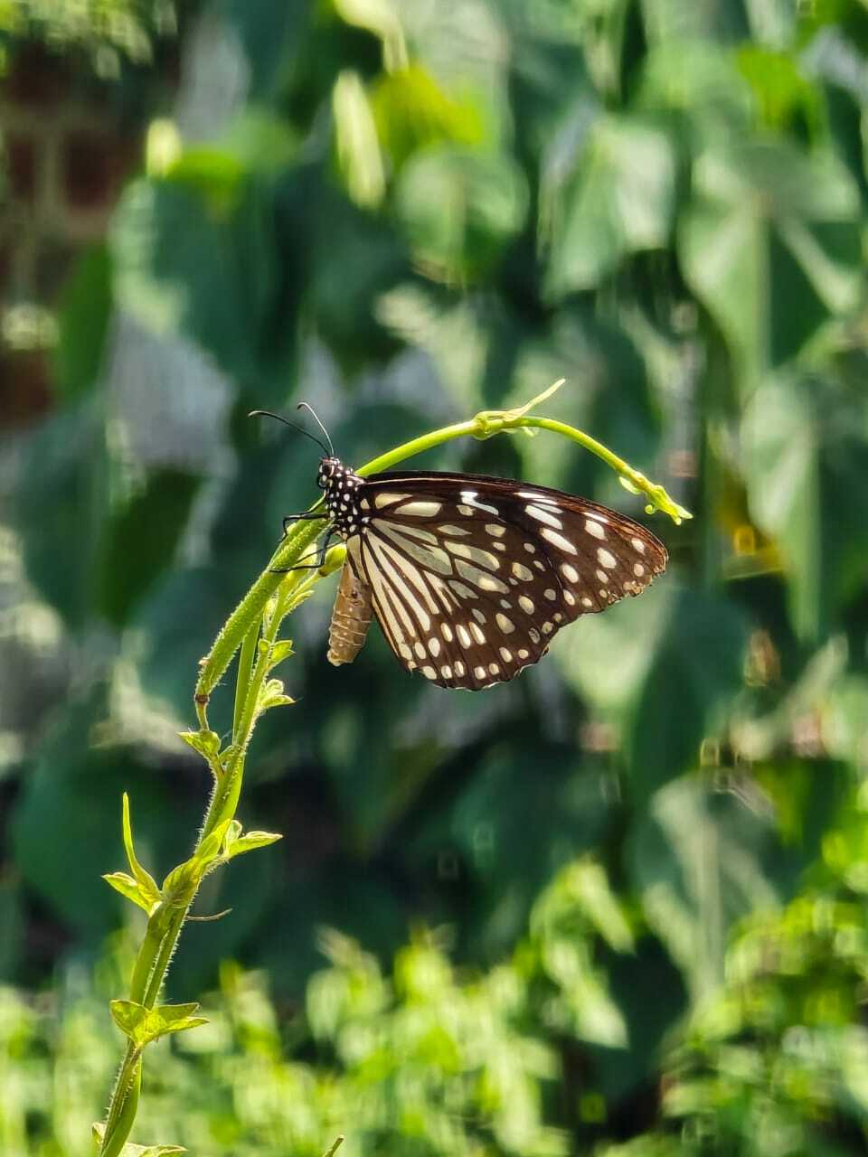 Blue Tiger