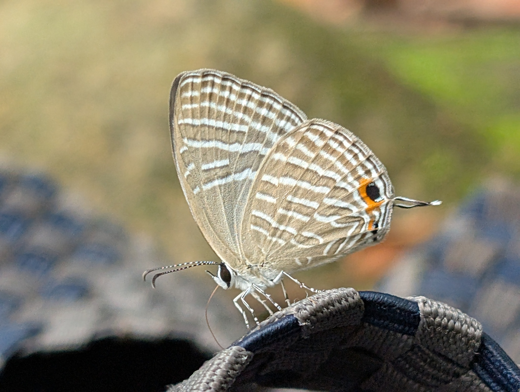 Common Cerulean