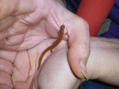 Eurycea multiplicata