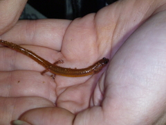 Eurycea multiplicata