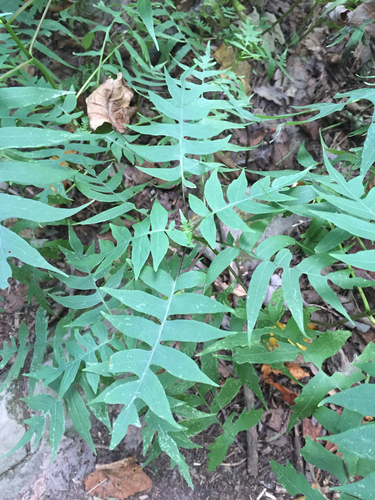 Tennessee leafcup (Polymnia laevigata)