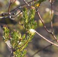 Diosma rourkei