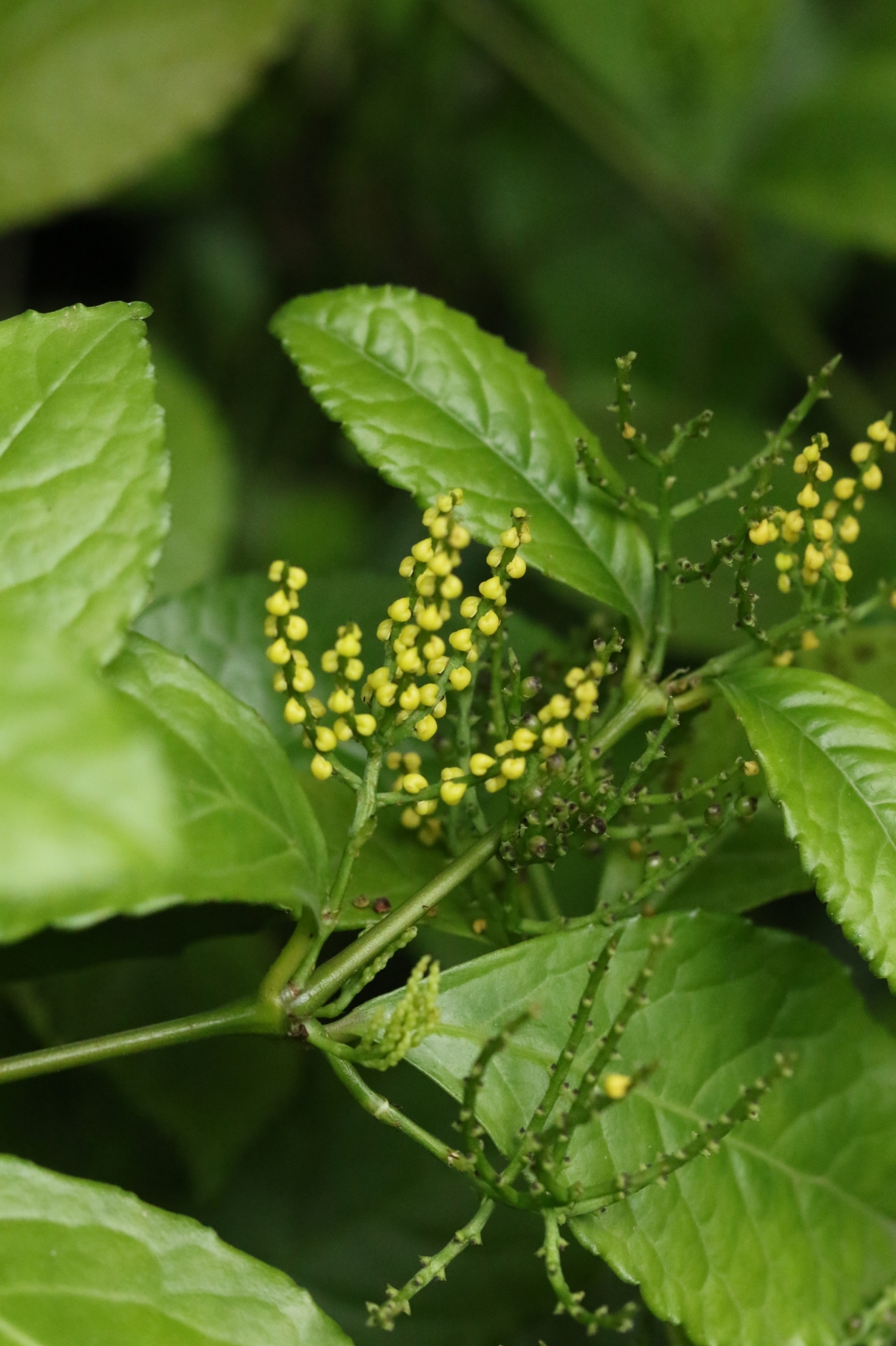 Chulantree (Chloranthus spicatus)