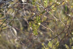 Diosma rourkei
