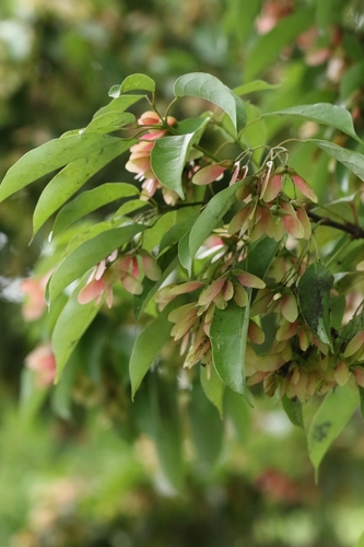 South China Maple (Acer sino)