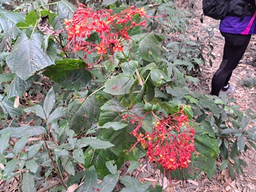 Image of Clerodendrum japonicum by (c) vrxz, some rights reserved (CC BY-SA)