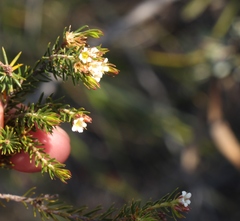 Diosma rourkei