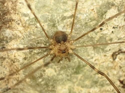 Dicranopalpus insignipalpis