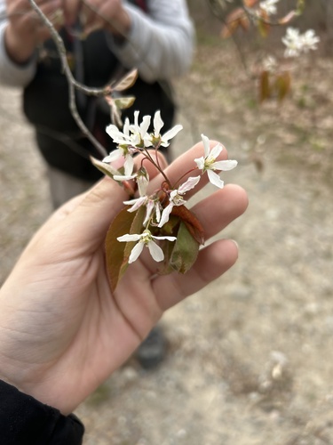 Intermediate Serviceberry (Amelanchier intermedia)