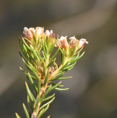 Diosma rourkei