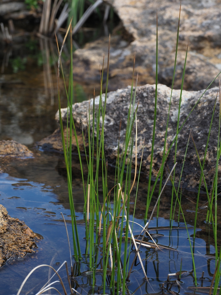 Juncus fauriei