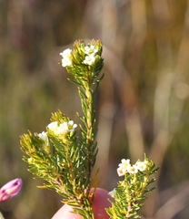Diosma rourkei