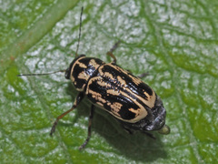 Pachybrachis hippophaes