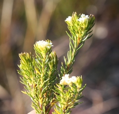 Diosma rourkei