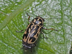 Pachybrachis hippophaes