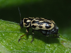 Pachybrachis hippophaes