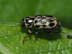 Pachybrachis hippophaes