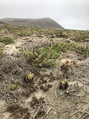 Dudleya cultrata