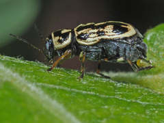 Pachybrachis hippophaes