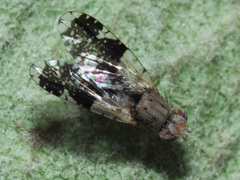 Tephritis formosa