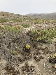 Dudleya cultrata