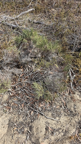 Image of Acacia spinescens by (c) Rosalie Lawrence, some rights reserved (CC BY)