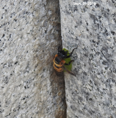 Megachile pseudomonticola