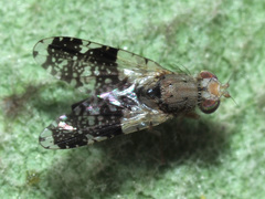 Tephritis formosa