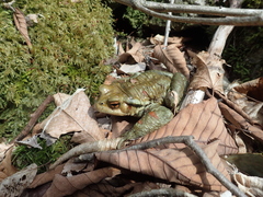 Japanese Stream Toad photo 4