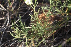 Pelargonium laevigatum