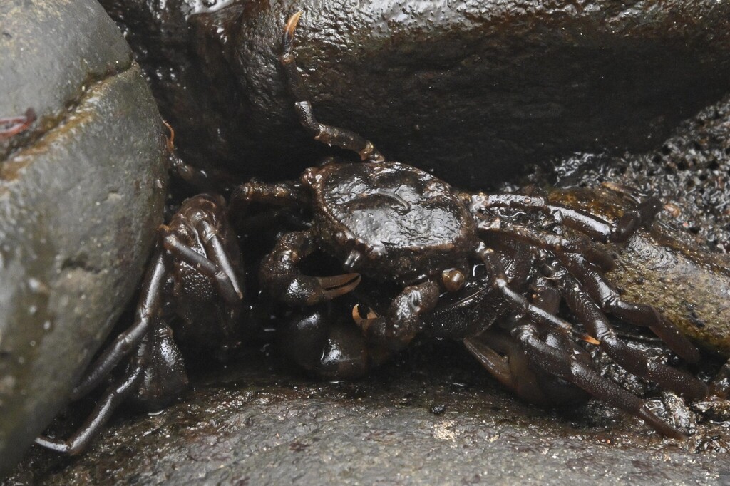 Flattened Crab