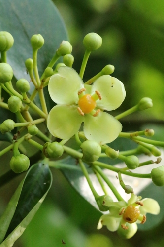 Manyflower Garcinia (Garcinia multiflora)