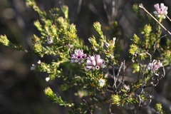 Phylica lachneaeoides