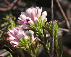 Phylica lachneaeoides