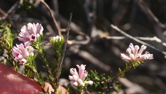 Phylica lachneaeoides