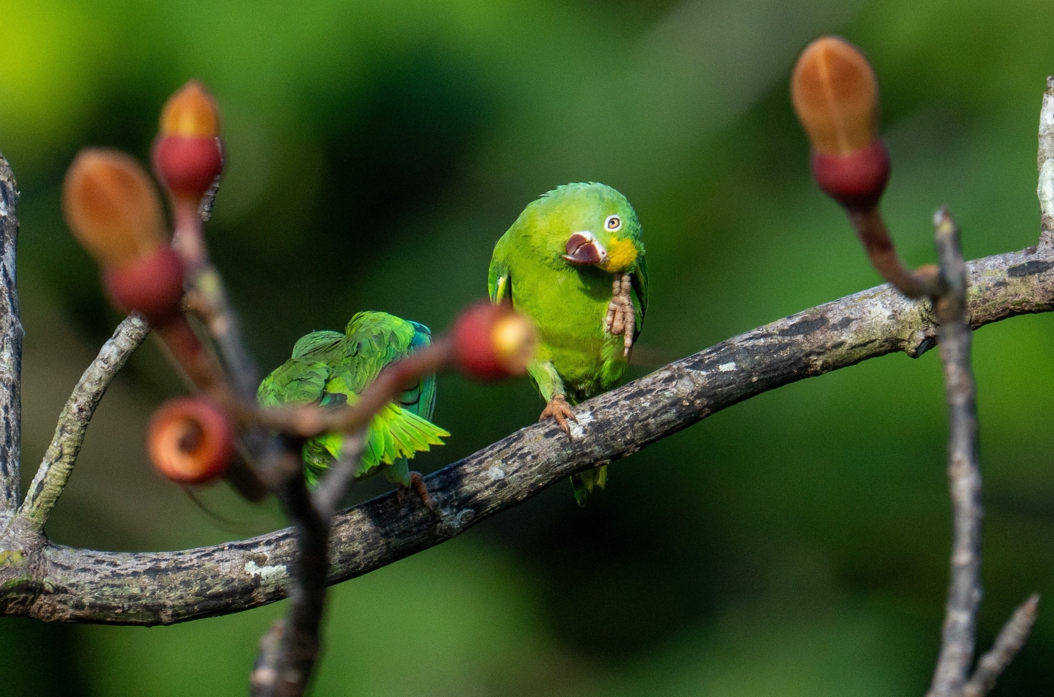 Tui Parakeet (Brotogeris sanctithomae), photo 3
