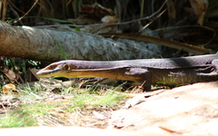 Varanus mertensi
