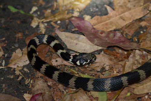 Stephens' Banded Snake sighting