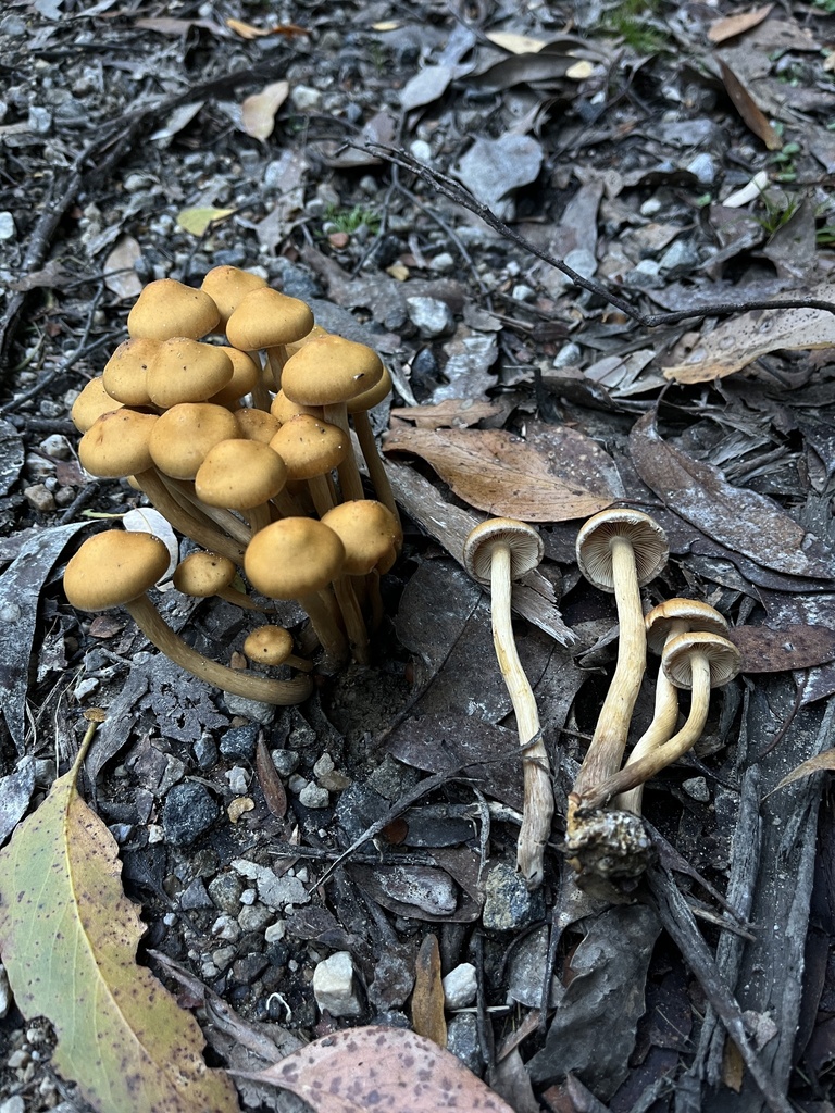 Pholiota malicola · May 2025 · photo: © oqt (iNaturalist, cc-by)