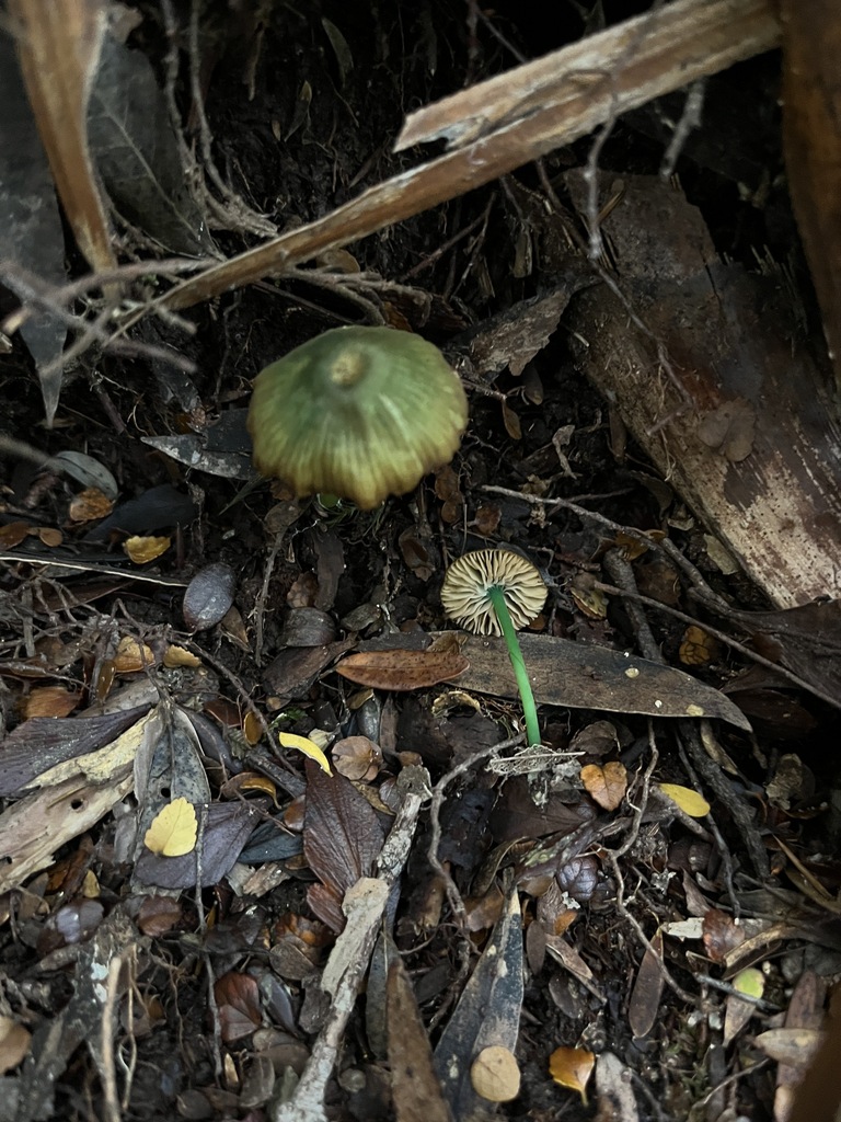 Entoloma rodwayi · May 2025 · photo: © oqt (iNaturalist, cc-by)