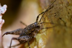 Pleioplectron hudsoni