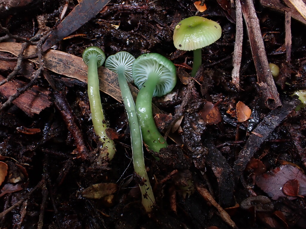 Gliophorus graminicolor · May 2025 · photo: © oqt (iNaturalist, cc-by)