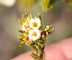 Diosma rourkei
