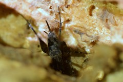 Pleioplectron hudsoni