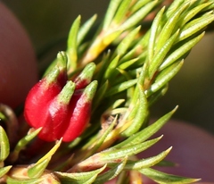 Diosma rourkei