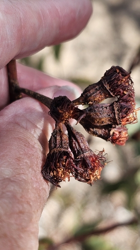 Image of Eucalyptus incrassata by (c) Rosalie Lawrence, some rights reserved (CC BY)