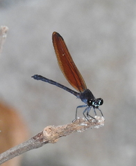 Euphaea lara