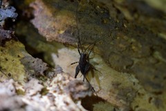 Pleioplectron hudsoni